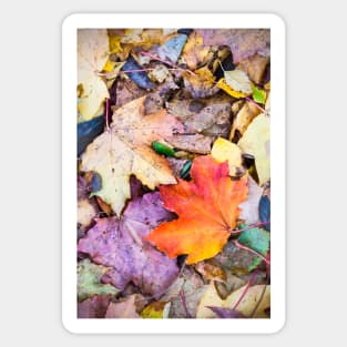 Fallen Leaves Sticker